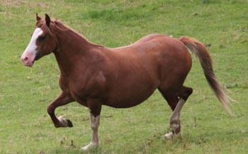 Popsters Raquel Popsters Raquel